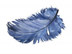 Watercolor blue feather