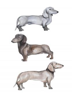 Chiens teckel