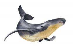 Watercolor blue whale