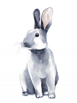 Gray curious rabbit