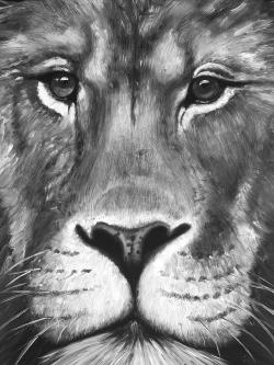 Lion portrait