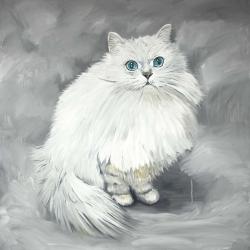Chinchilla persian cat
