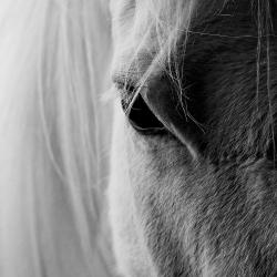 The white horse eye