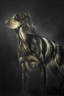 Picard spaniel