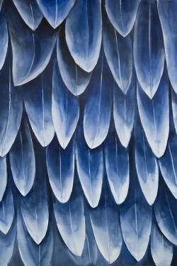 Plumage bleu
