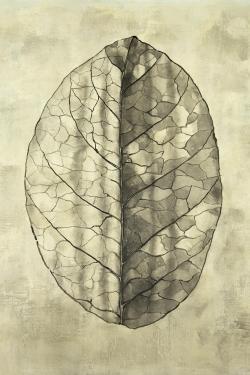 Translucent