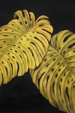 Gold monstera