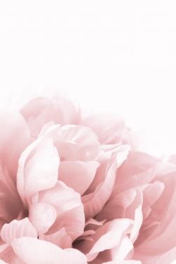 Peonie, fleur de rêve