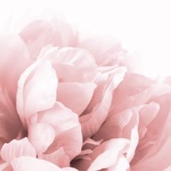 Peonie, fleur de rêve