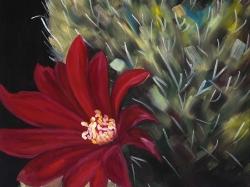 Echinopsis red cactus flower