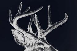 Blue roe deer plume