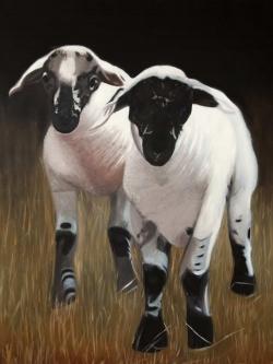 Two lambs