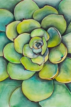 Succulent à l'aquarelle