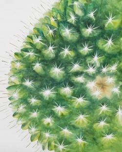 Mini cactus à l'aquarelle