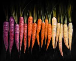 Colorful carrots