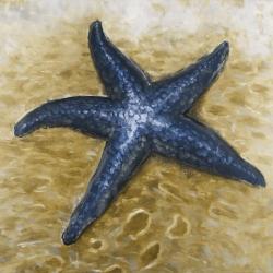 Belle étoile de mer