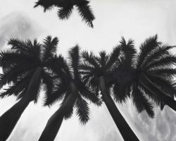 Monochrome palm trees