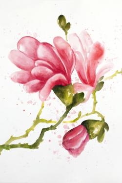 Magnolia flowers