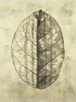 Translucent