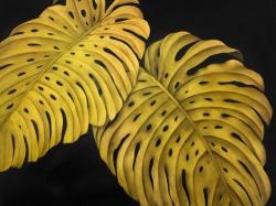 Gold monstera