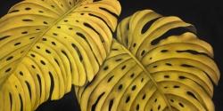 Gold monstera