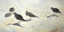 Oiseaux bécasseau