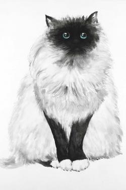 Blue eyes fluffy siamese cat