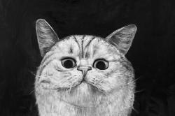 Watching cat