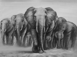 Troupeau d'éléphants