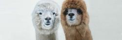 Two lamas