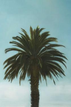 Tropical palm