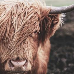 Vache highland désaturée