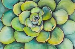 Succulent à l'aquarelle