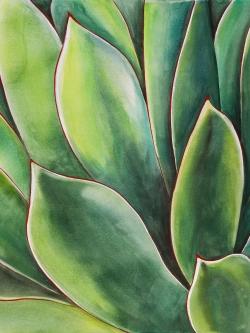 Plante d'agave à l'aquarelle