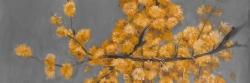 Golden wattle plant with pugg ball flowers