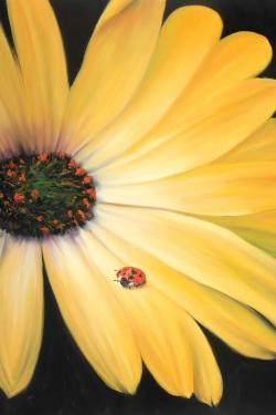 Yellow daisy and ladybug