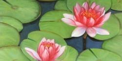 Fleurs de lotus dans un marais