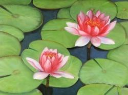 Lotus flowers in a swamp
