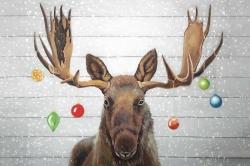 Moose has christmas balls