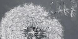 Blowing dandelion