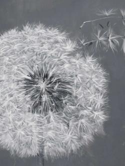Blowing dandelion