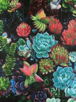Set of colorful succulents