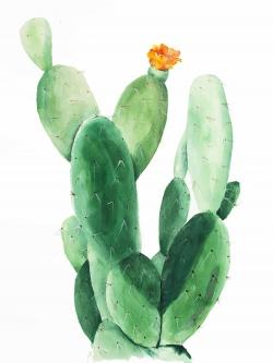 Cactus en fleuraison