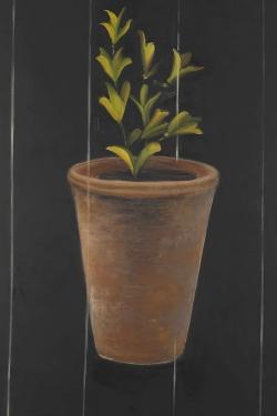 Plant of marjolaine
