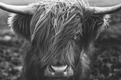 Monochrome portrait highland cow