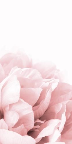 Peonie, fleur de rêve