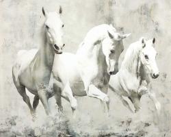 Three white horses running