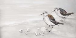 Deux oiseaux bécasseau
