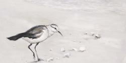 Semipalmated sandpiper