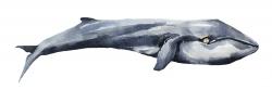 Baleine en aquarelle